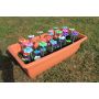 Multi-Coloured Daisy Pegs Set of 20